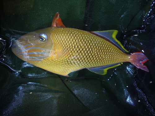 Crosshatch Triggerfish-(6") male