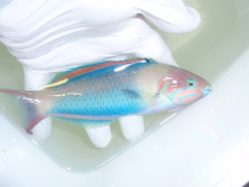 Red Cheek Wrasse (7")
