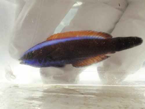 Chisel-Tooth Wrasse-Juv – NYAquatic