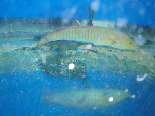 Ringed Wrasse (10-12")