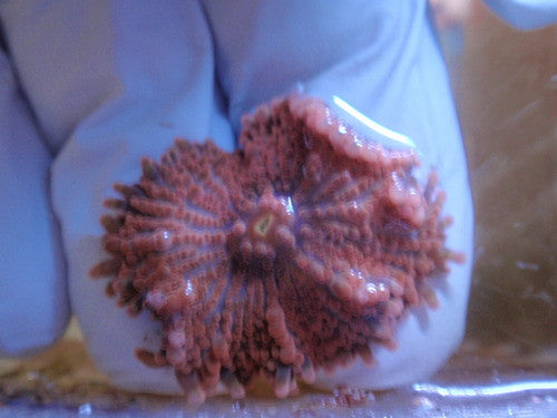 Mushrooms-Red Frilly