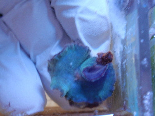 Mushrooms-Blue