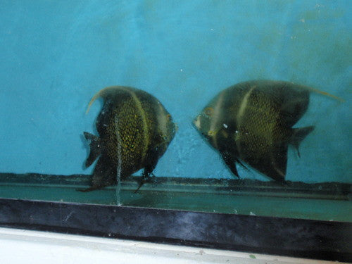 French Angelfish-True mated  Pair 7”)