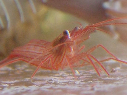 Peppermint Shrimp (captive bred)