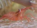 Peppermint Shrimp (captive bred)