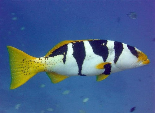 Saddle Back Grouper (3