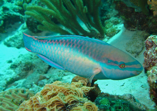 Princess Parrotfish (Scarus taeniopterus) (3-4")