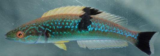 Side Spot Pencil Wrasse | Pseudojuloides Mesostigma