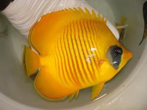 Golden Butterflyfish (Red Sea) - 4-5"