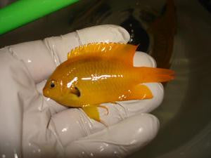 Lemon Damsel