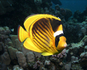 Racoon Butterfly-Austrailia (3")