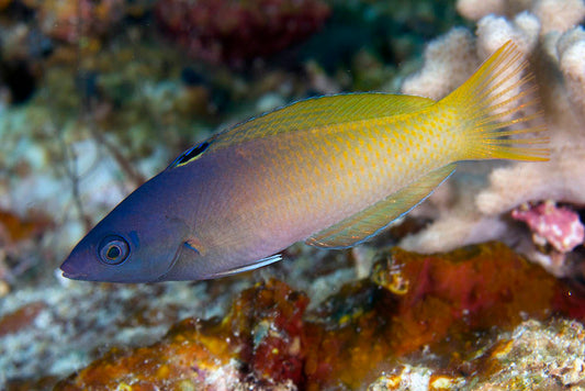 Twotone Wrasse | Halichoeres prosopeion (4")