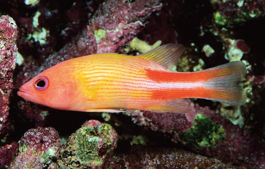 Multi LIned Basslet (Liopropoma multilineatum)