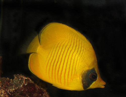 Golden Butterflyfish | Chaetodon Semilarvatus group of 8
