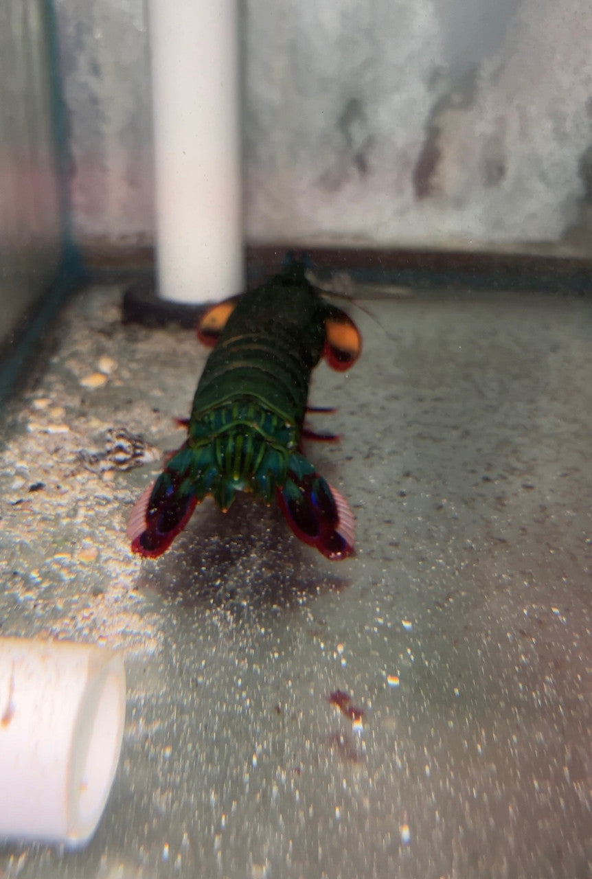 Peacock Mantis Shrimp