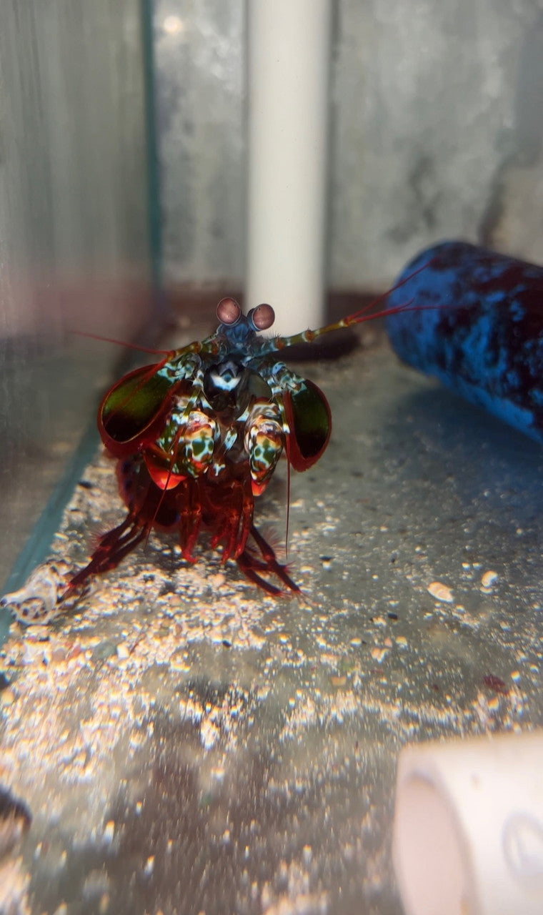 Peacock Mantis Shrimp