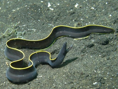 Black Ribbon Eel