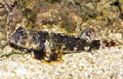 Scooter Blenny