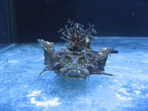 Sea Goblin