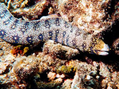Snowflake Moray Eel-(Tiny 6-8")"
