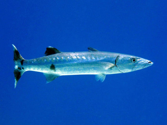 Great Barracuda | Sphyraena Barracuda 4-6”