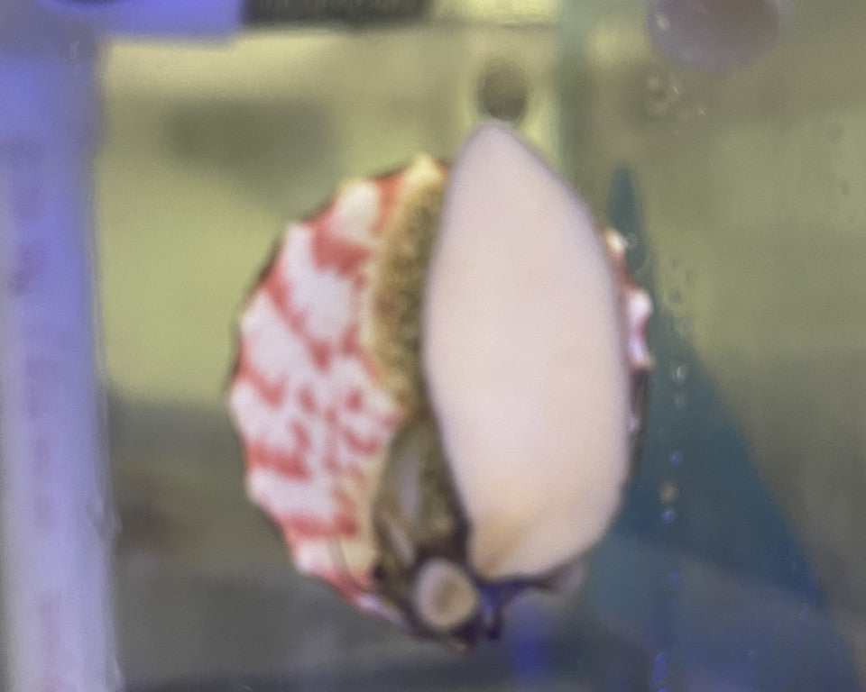 Trochus Snail