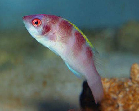 Yellowfin Fairy Wrasse