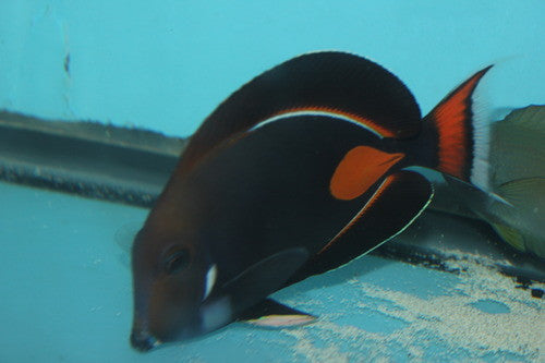 Achilles Tang |Acanthurus Achilles | 4"