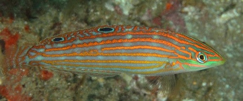 Adorned Wrasse (Halichoeres cosmetus)