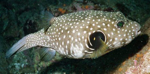 Stars and Stripes Pufferfish 5”