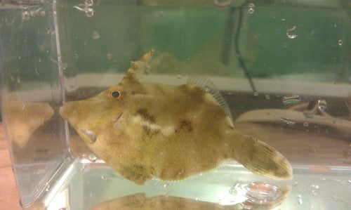 Matte Filefish Matted (Aiptasia eating) Filefish-Acreichthys tomentosus – NYAquatic