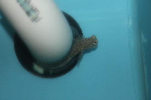 African Red Fin Algae Blenny (3-4")