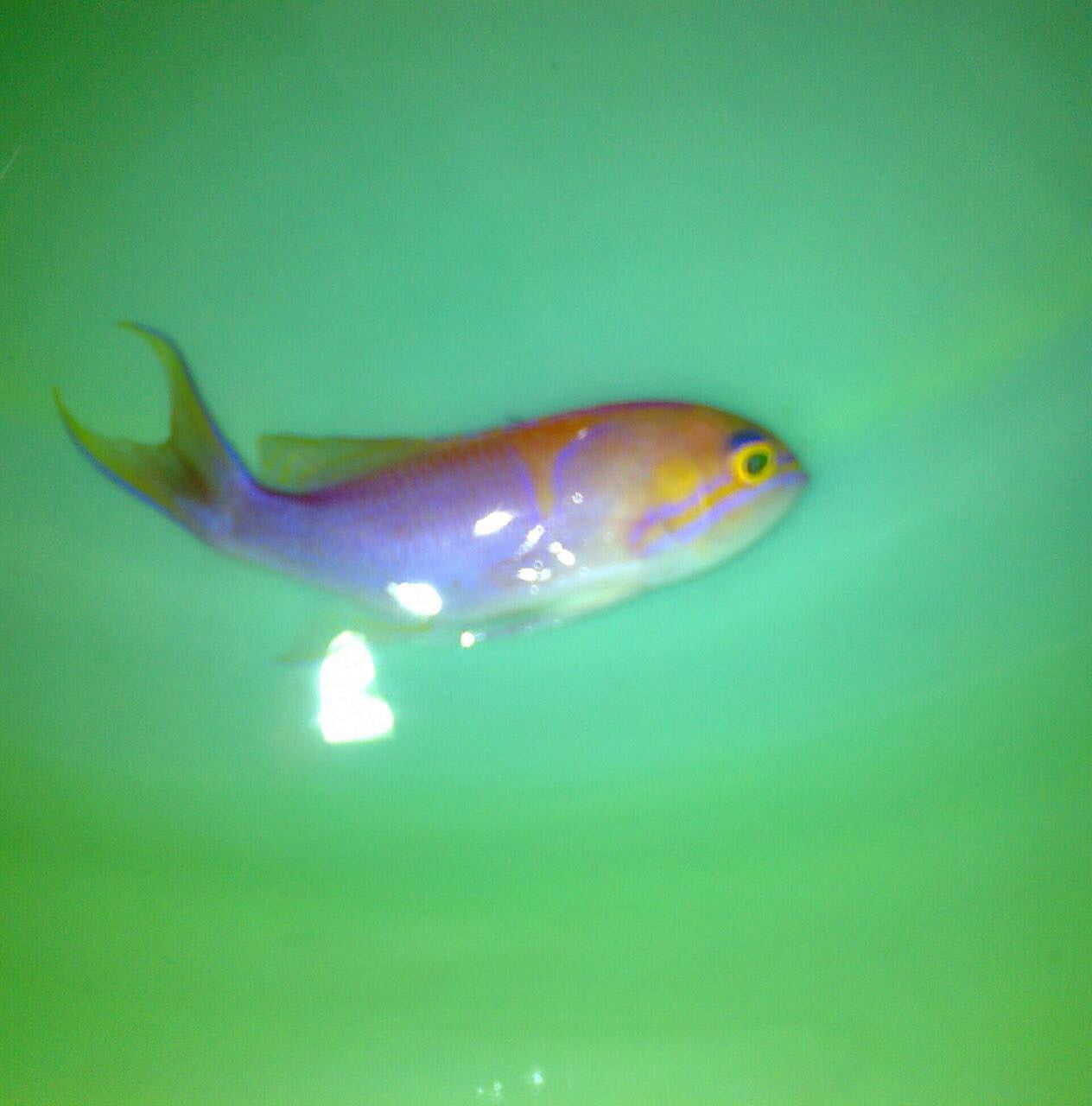 Charlene's Anthias, Pseudanthias charlenae (female)
