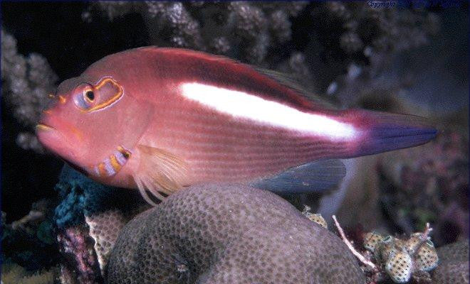 Arc-eye Hawkfish – NYAquatic