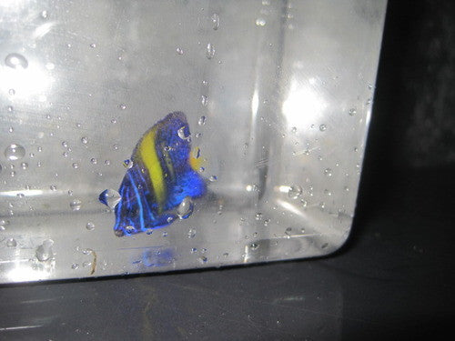 Asfur Angel (Red Sea)  3" Juv