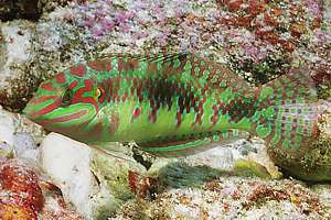 Pink Belly Wrasse