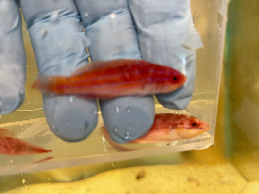 Paracheilinus Attenuatus (Diamond Tail Flasher wrasse)-Submale