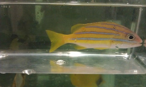 Blue Stripe Snapper- 10 inch