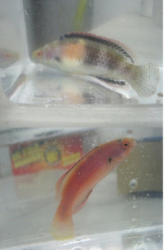 Balteatus (Girdled) Fairy Wrasse-PAIR