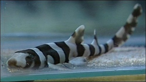 Brown Banded Bamboo Shark 14"