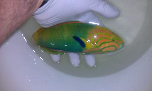 Banana Wrasse-8” male