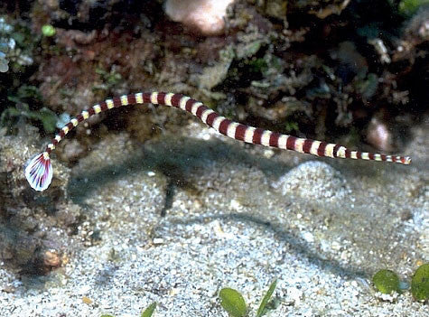 Banded Pipefish