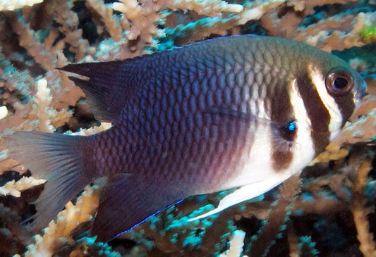 Western Bar Head Damsel | Neoglyphidodon thoracotaeniatus