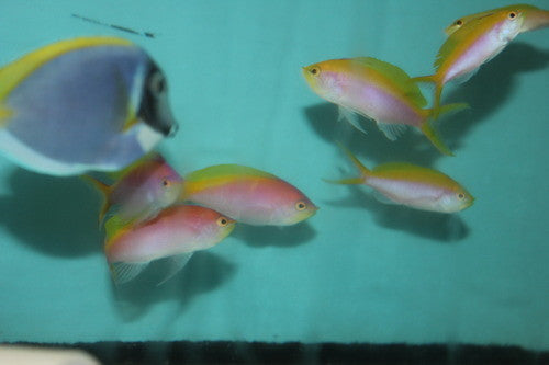 Bartlett's Anthias | Pseudanthias bartlettorum