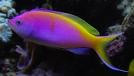 Bartlett's Anthias-Group of 5