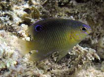 Beaugregory Damsel