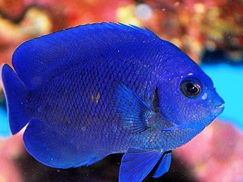 Blue Midnight Pygmy Angel - Centropyge deborae