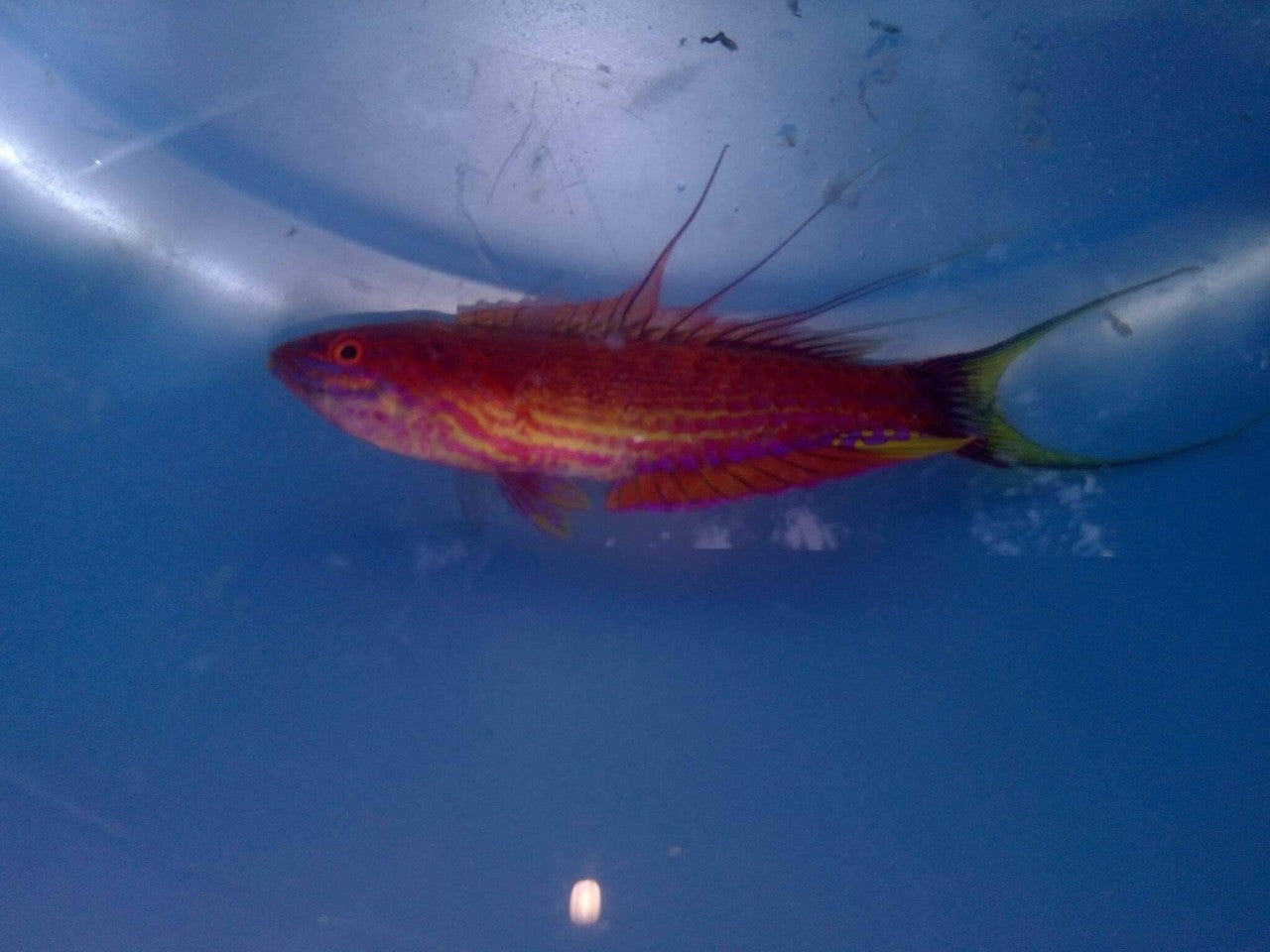 Bell's Flasher Wrasse Male ( Paracheilinus bellae )