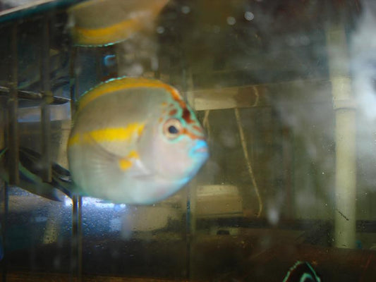 Bellus Angel - Male