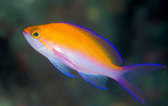 Bicolor Anthias